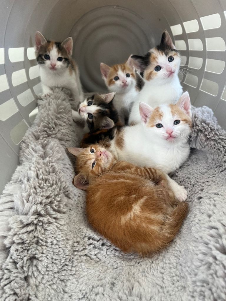 Kittens for sale