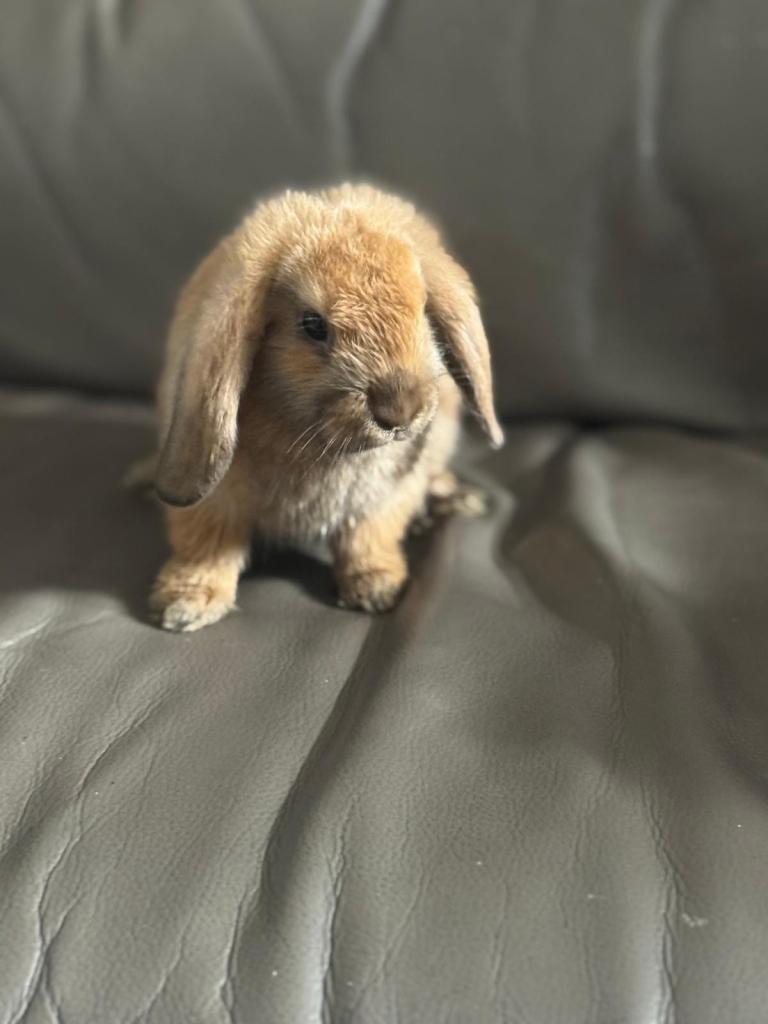 Bunnies for sale 