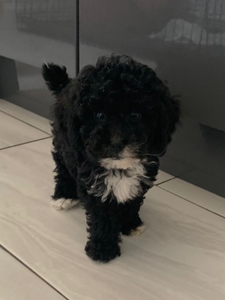  Cockapoo puppies DNA/BVA TESTED 