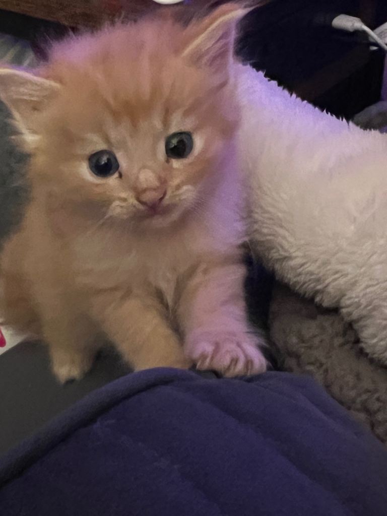 Rag doll cross kittens 