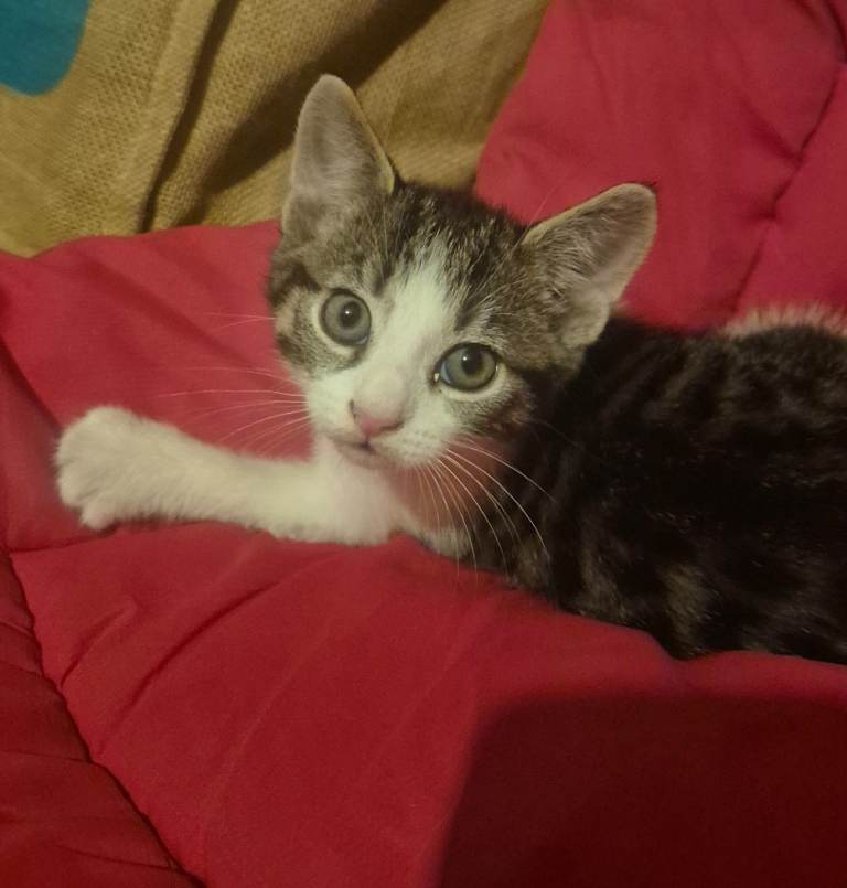 2 stunning boy kittens left