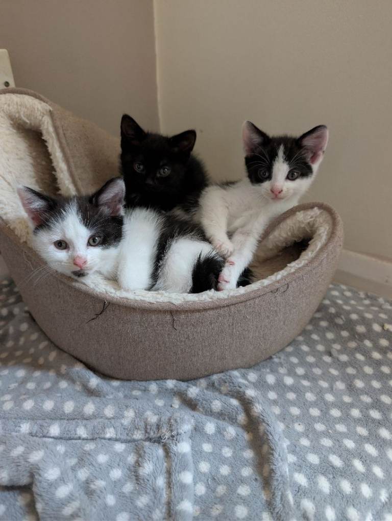 Beautiful kittens