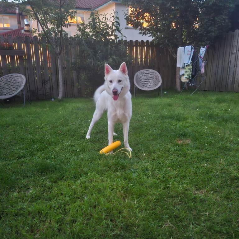 German shepherd cross