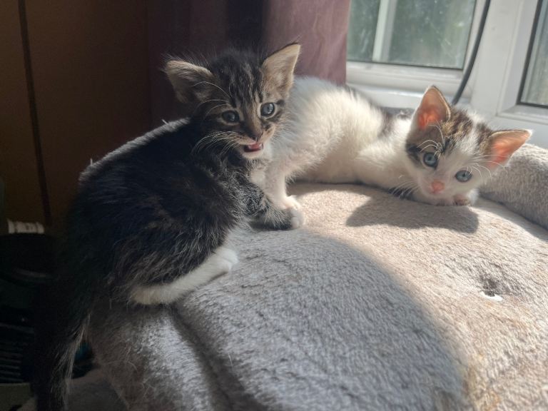 Kittens for sale