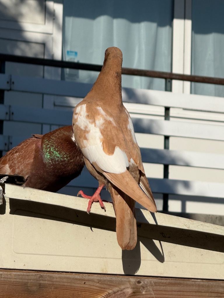 Nice and Clean Pigeons for Sale 