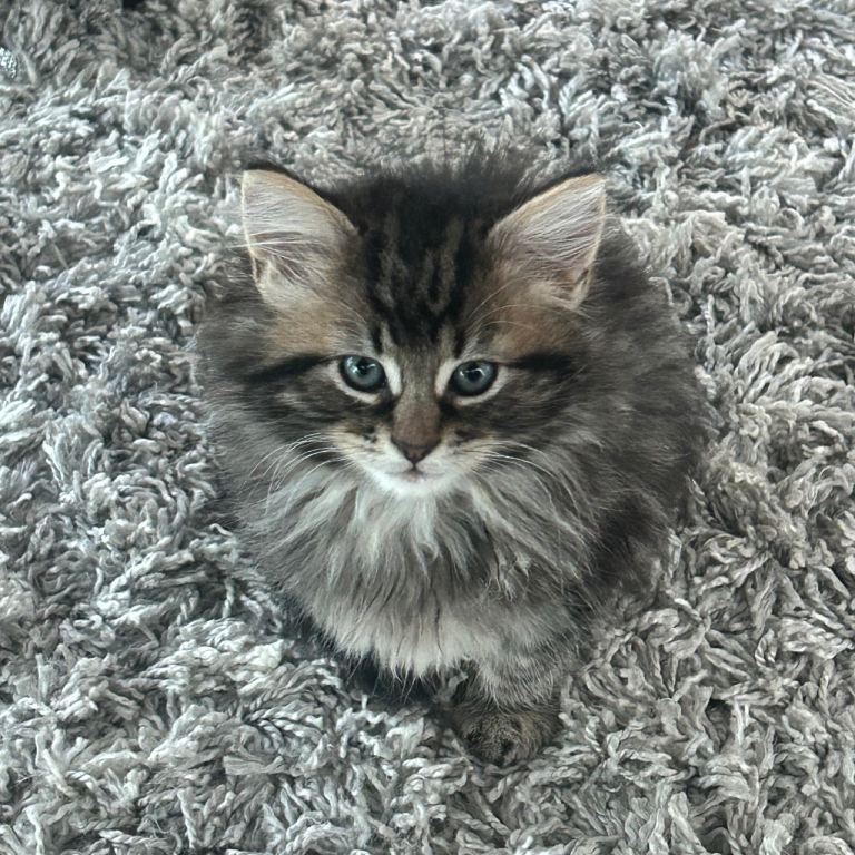 Fluffy female kitten - Glasgow 