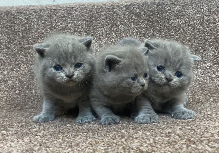 Stunning British Shorthair Blue Kittens
