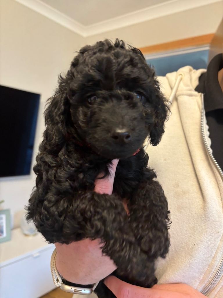 Cockapoo puppies ready 1 girl available 