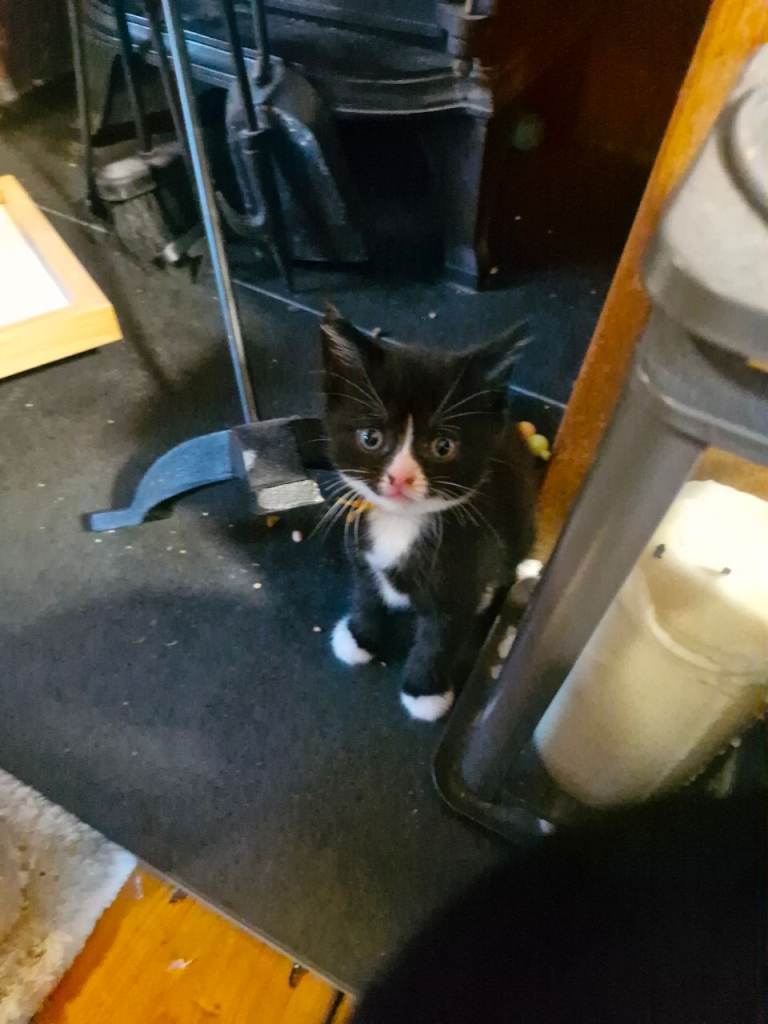 British Short Haired kittens 3 boys 3 girls