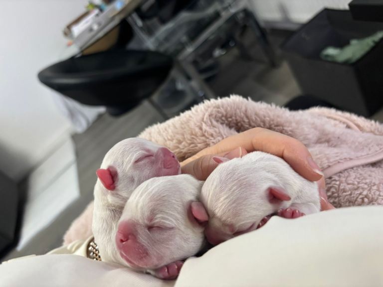 French Bulldog Puppies - Platinum Lilac - Fluffy Carriers