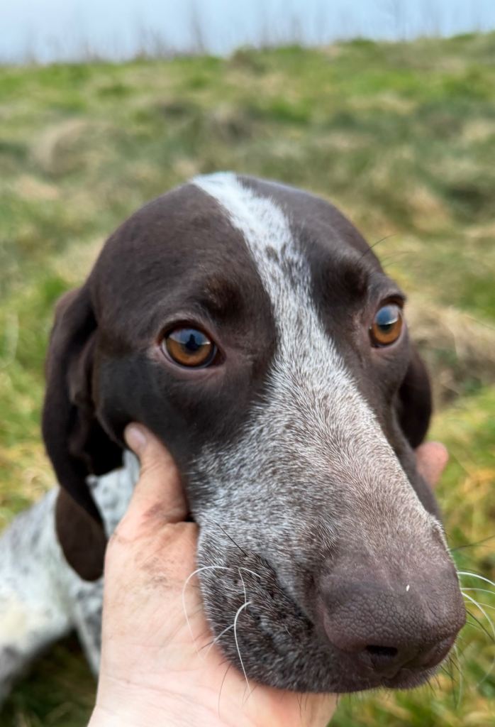 German shorthair pointer 