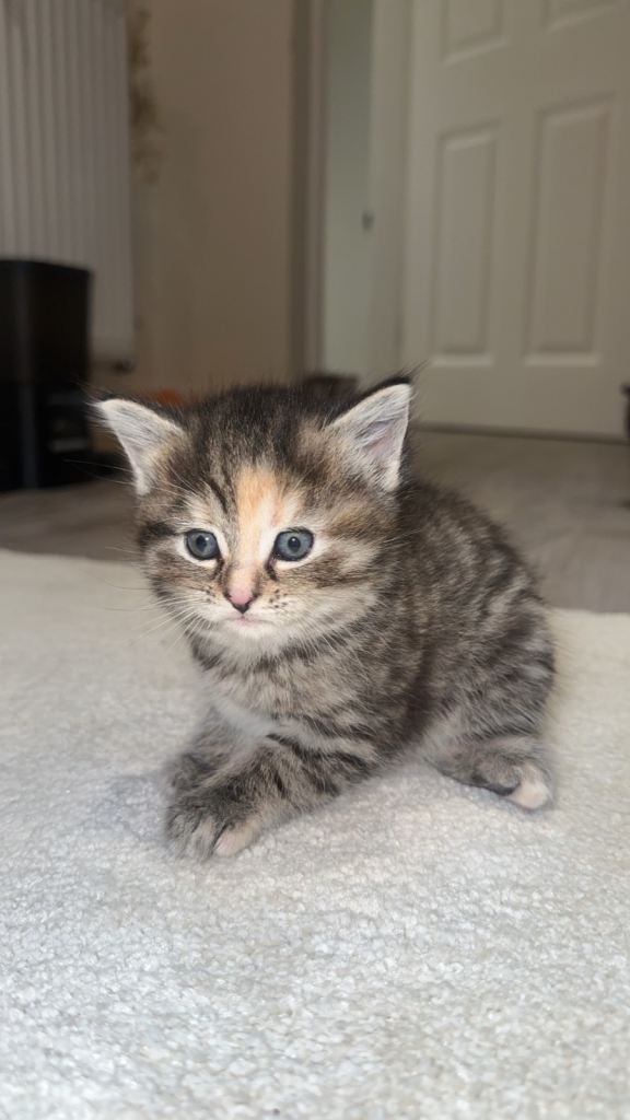 Ragdoll & Domestic Shorthair Mix, See description