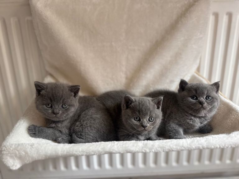 Beautiful British short hair kittens 