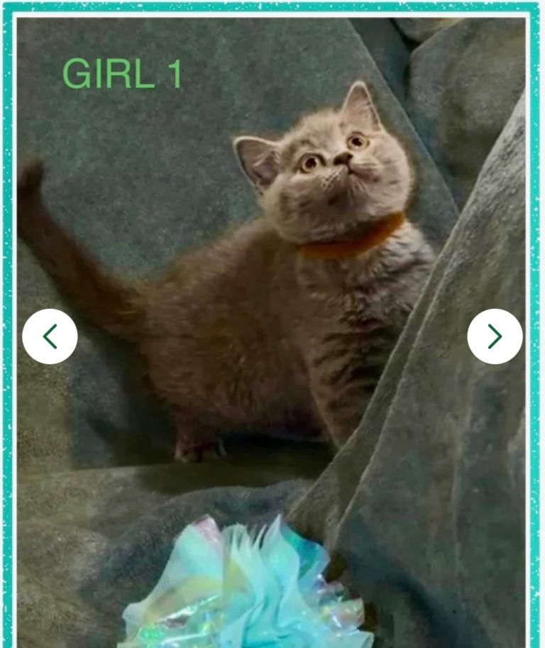 CHUNKY BSH KITTENS 2 GIRLS LEFT