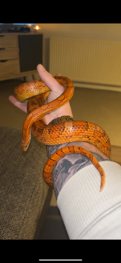 Corn snake and leopard gecko 