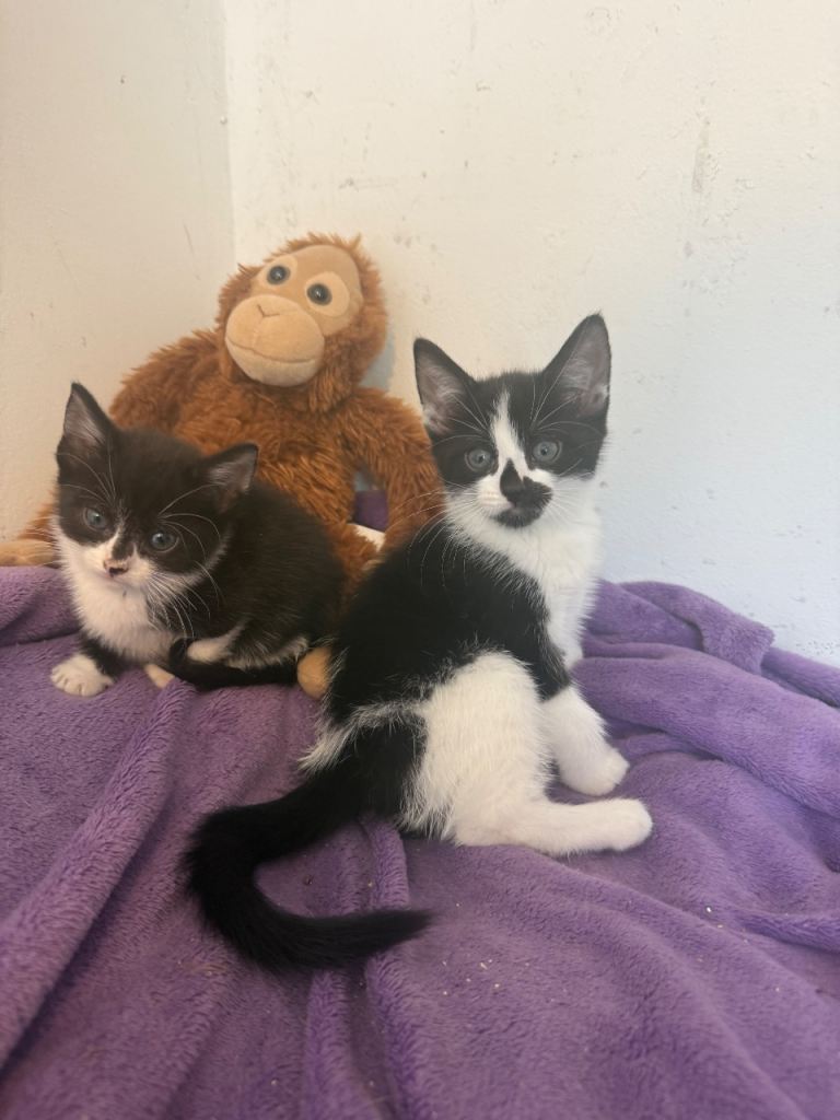 Lovely kittens 