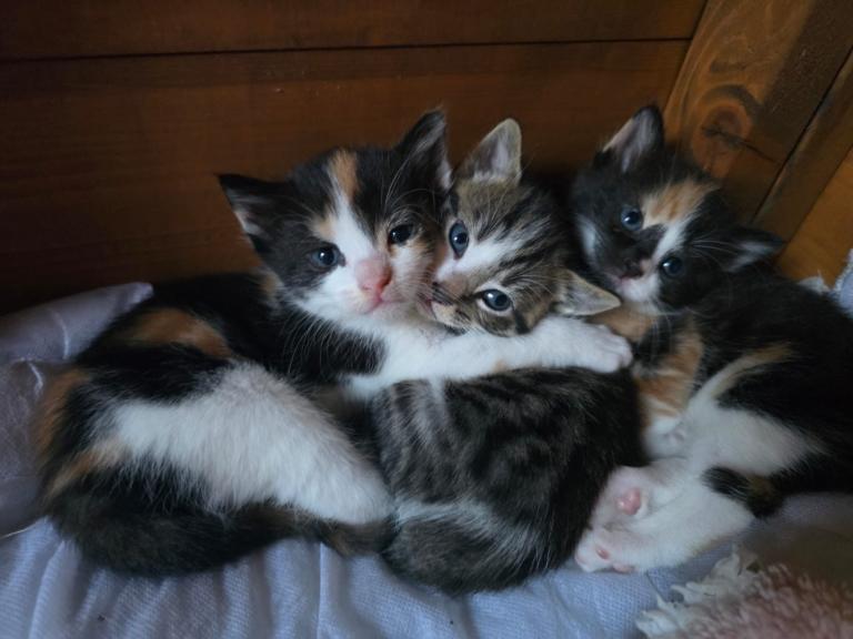 Gorgeous Fluffy Long-Haired Kittens – 2 Girls & 1 Boy 🐾