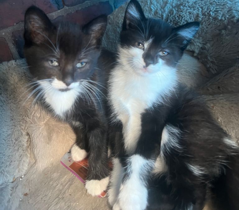 Kitten 