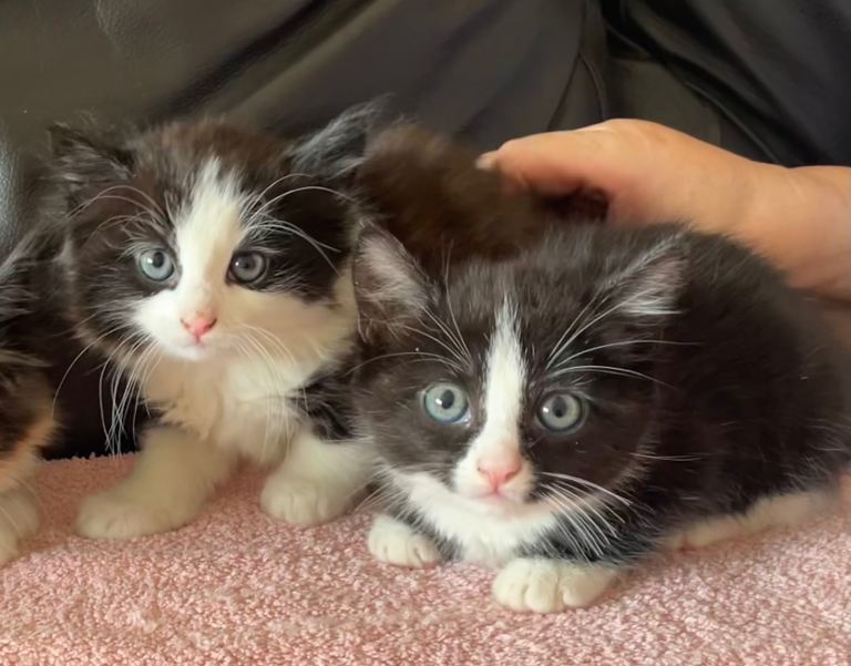 2 Females & 4 Males