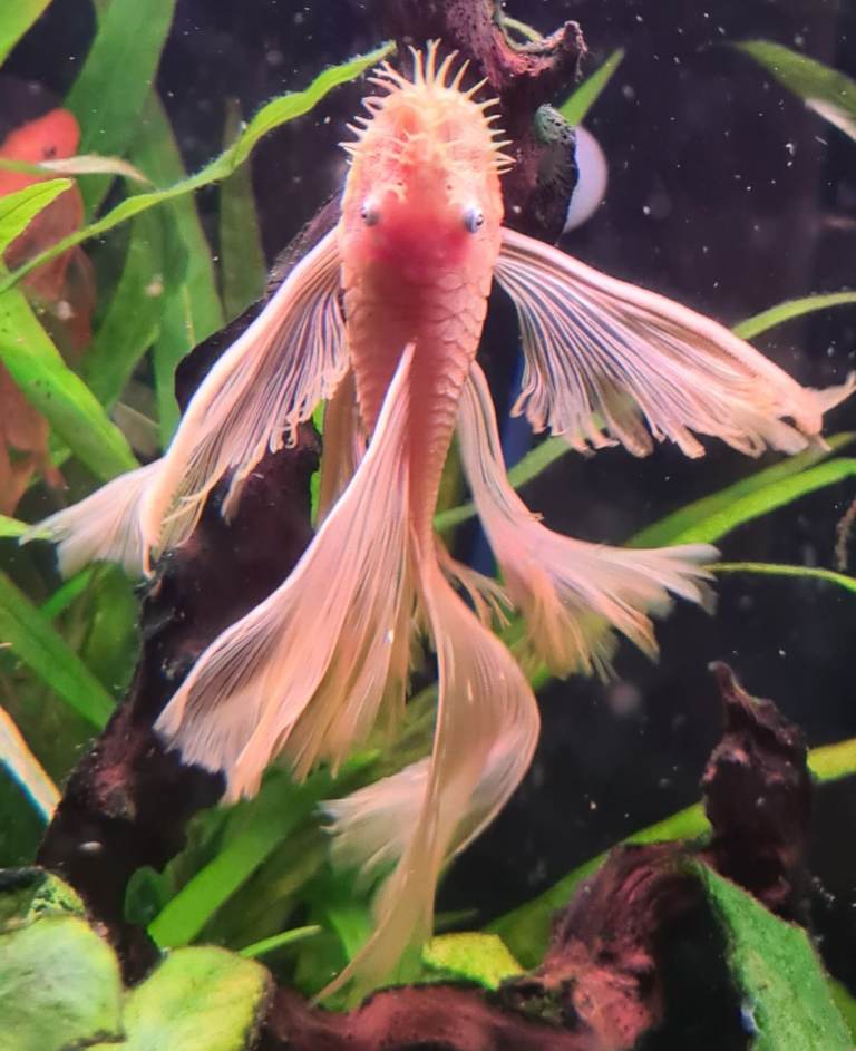Blue Eyed Lemon Bristlenose Plecos Long/Short Fin *Tropical Aquarium Fish* 2 for £5