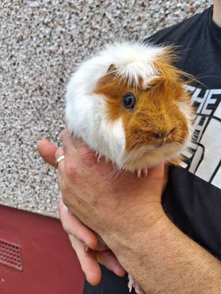 2 female guinea pigs and 2 tier indoor cage