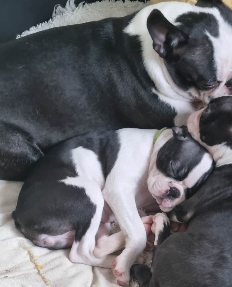 REDUCED BOSTON Girl Looking For Forever Home 