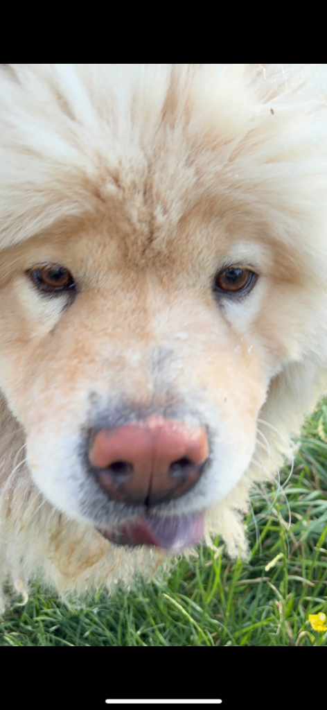 Chow chow dog for sale