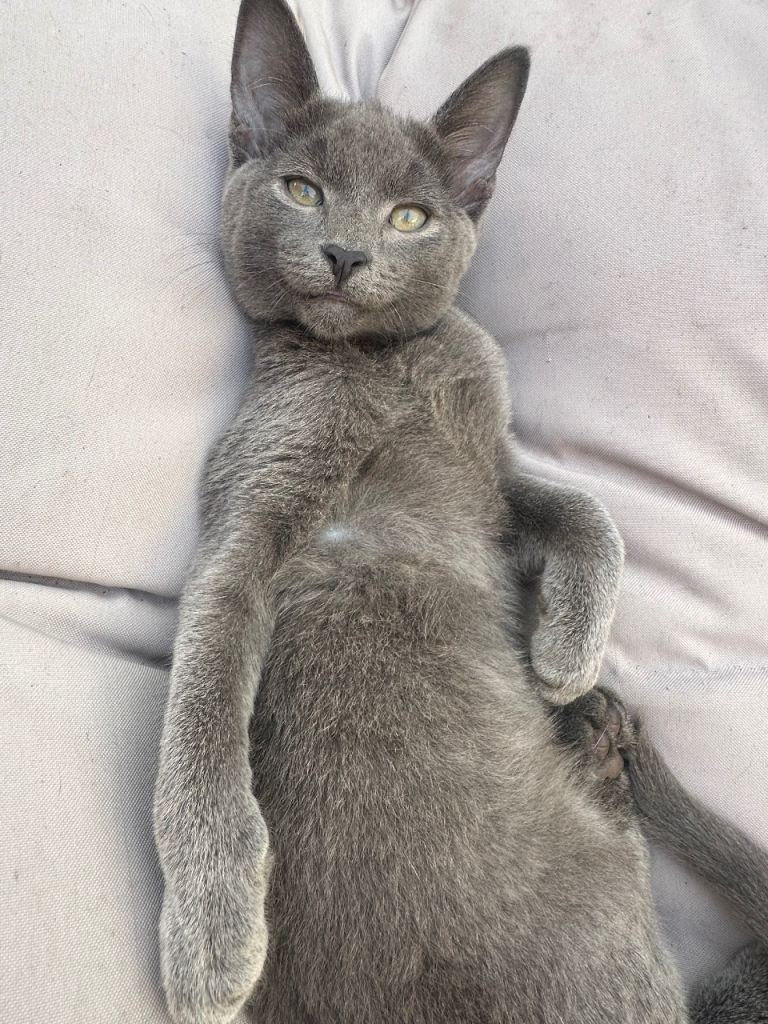 Adorable kittens Looking for Loving Homes
