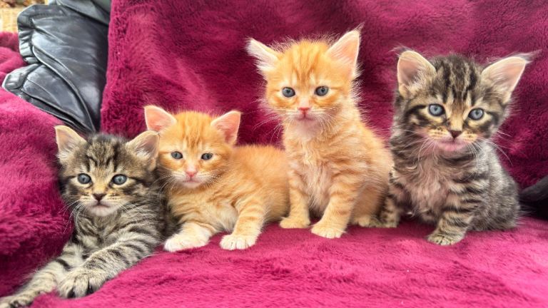 Beautiful kittens 🐈‍⬛ 