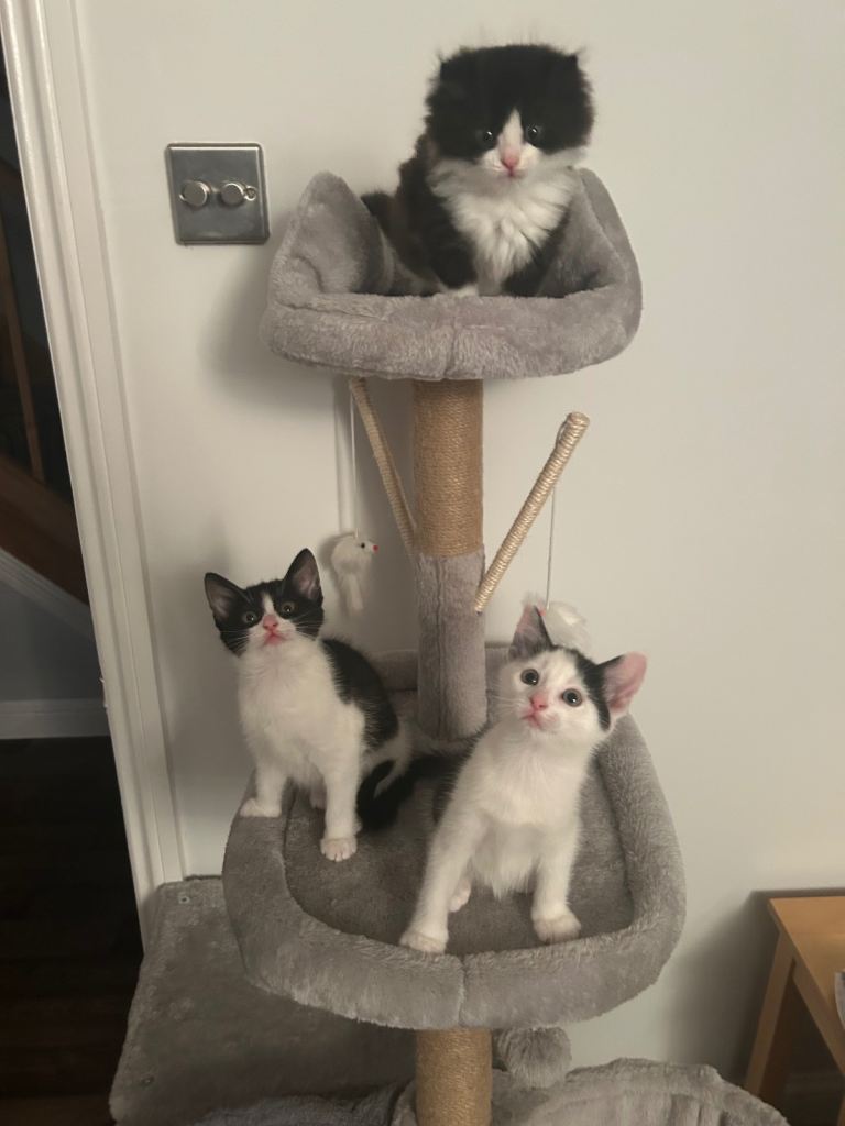 2 kittens 