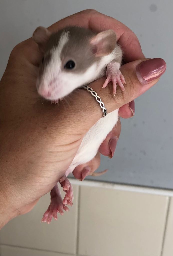 Baby dumbo rats