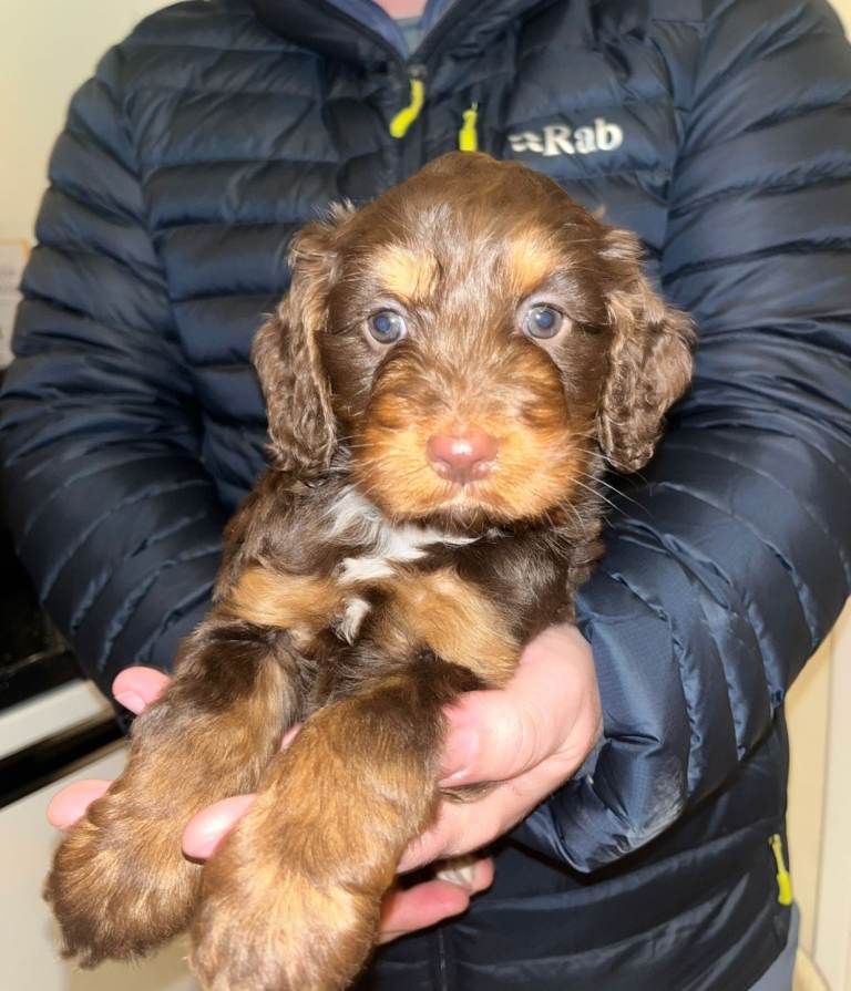 Beautiful puppies looking for forever homes