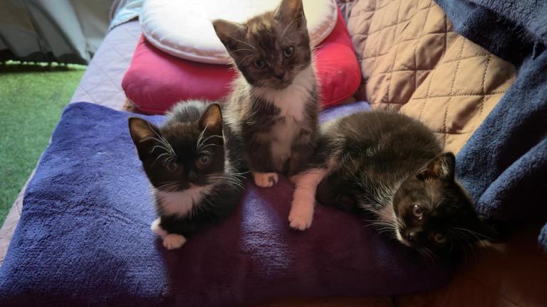 Lovely kittens 