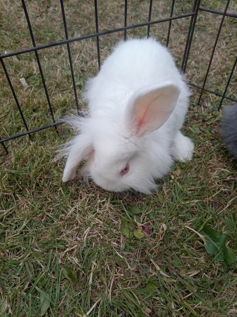 Baby bunnies