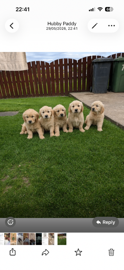 Golden Retriever pups