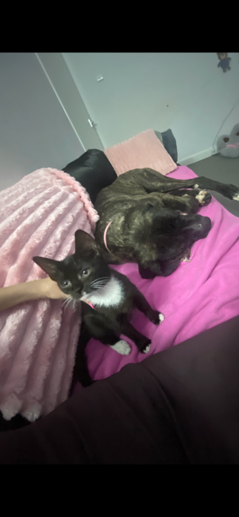 10 week old female kitten