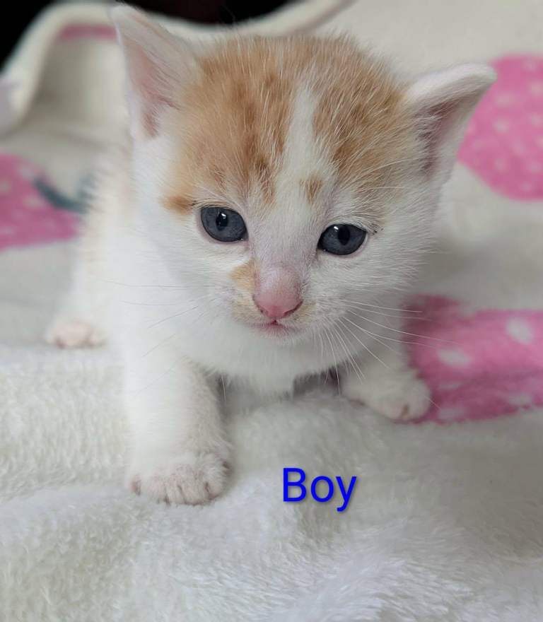 Pretty kittens, various colours, wormed/flead/litter trained/ socialised  Microchipped