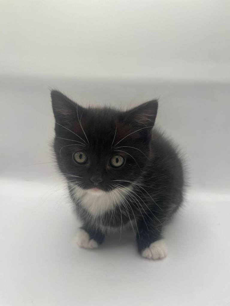 Kittens for sale