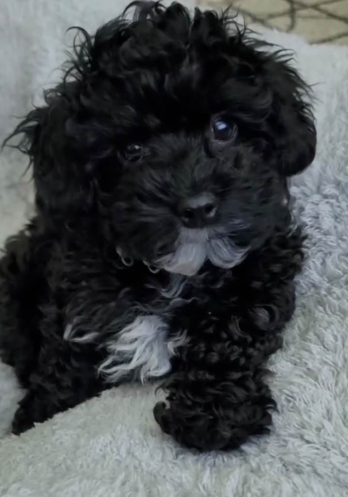 Cavapoo puppies 