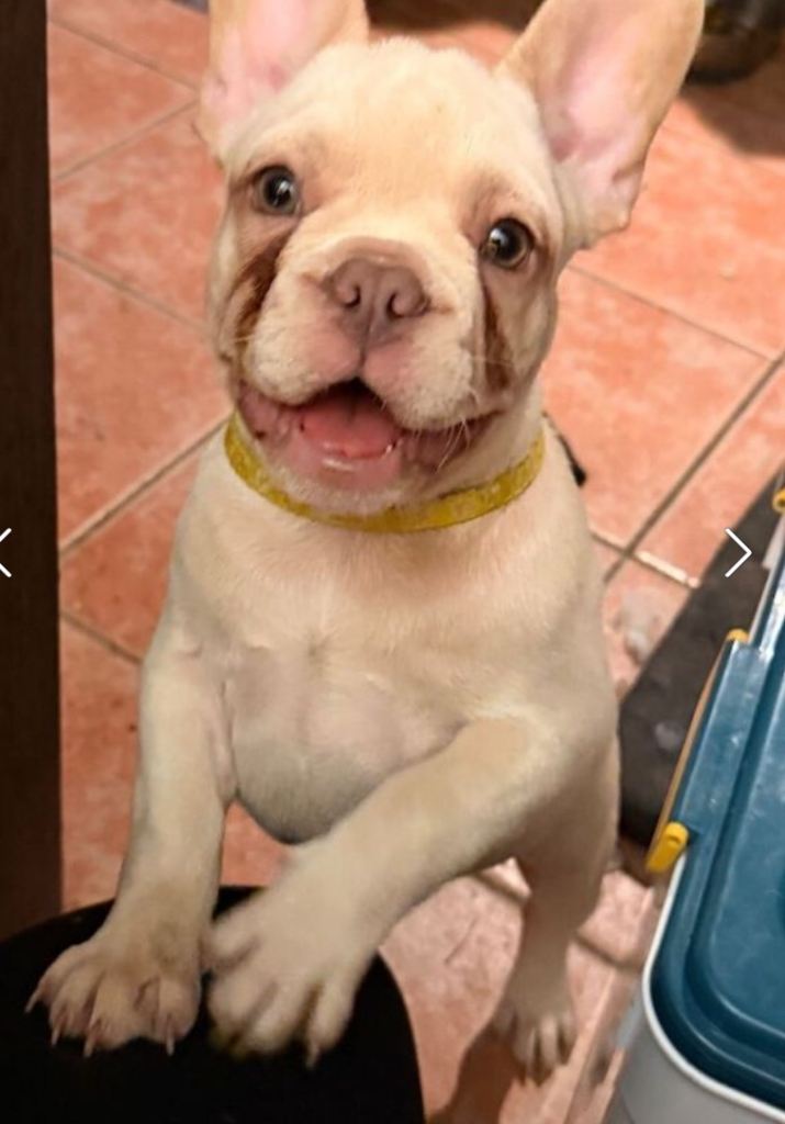 French bulldogs puppy