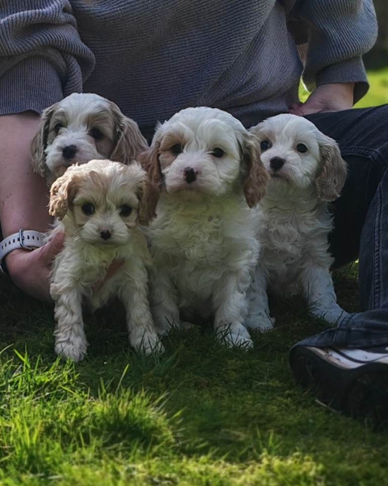 Beautiful cavapoo puppies for sale 