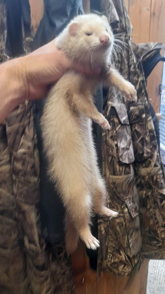 Ferret