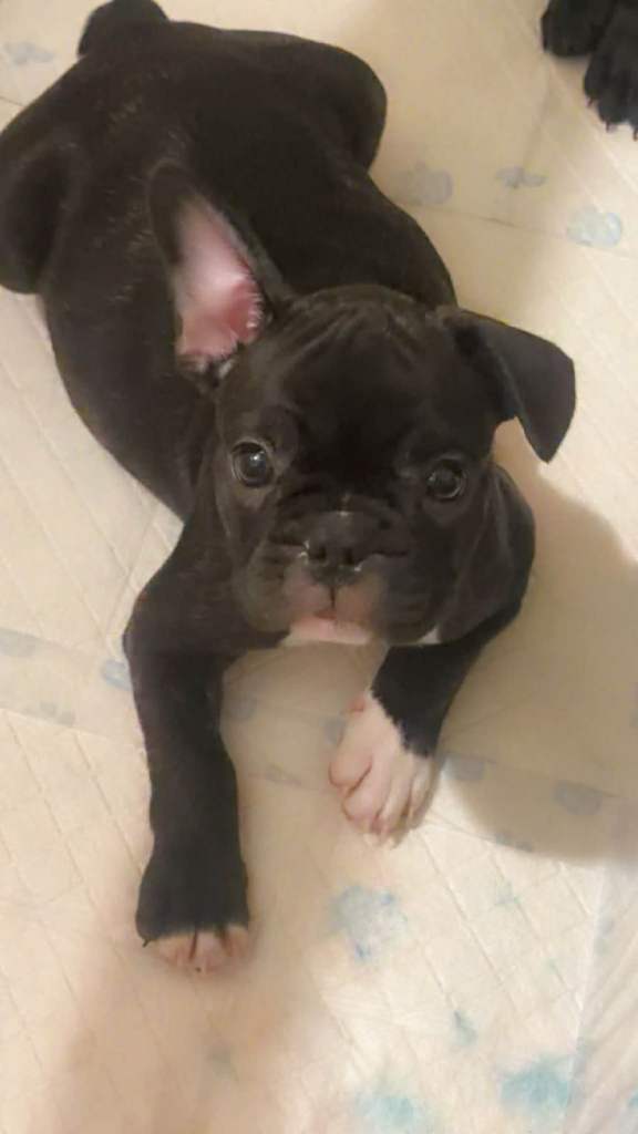 French bulldog