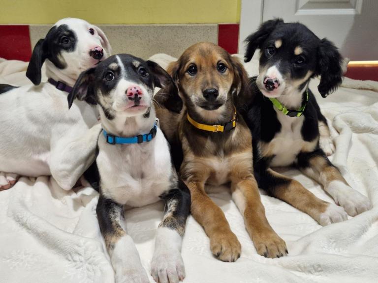 Stunning Litter Of Well Bred Lurcher Puppies