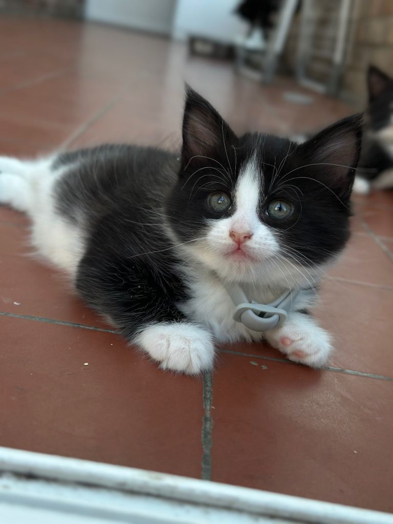 kitty 