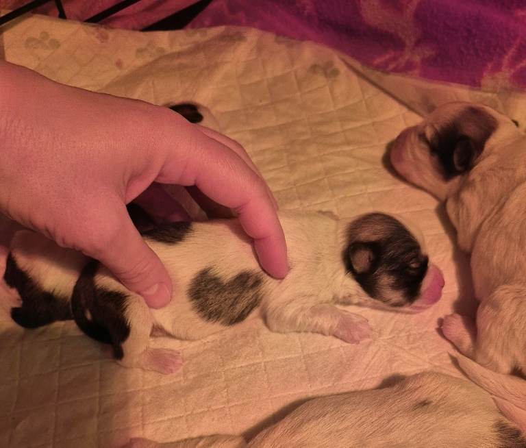 Only 1 puppy left now Maltese cross Lhasa puppies 