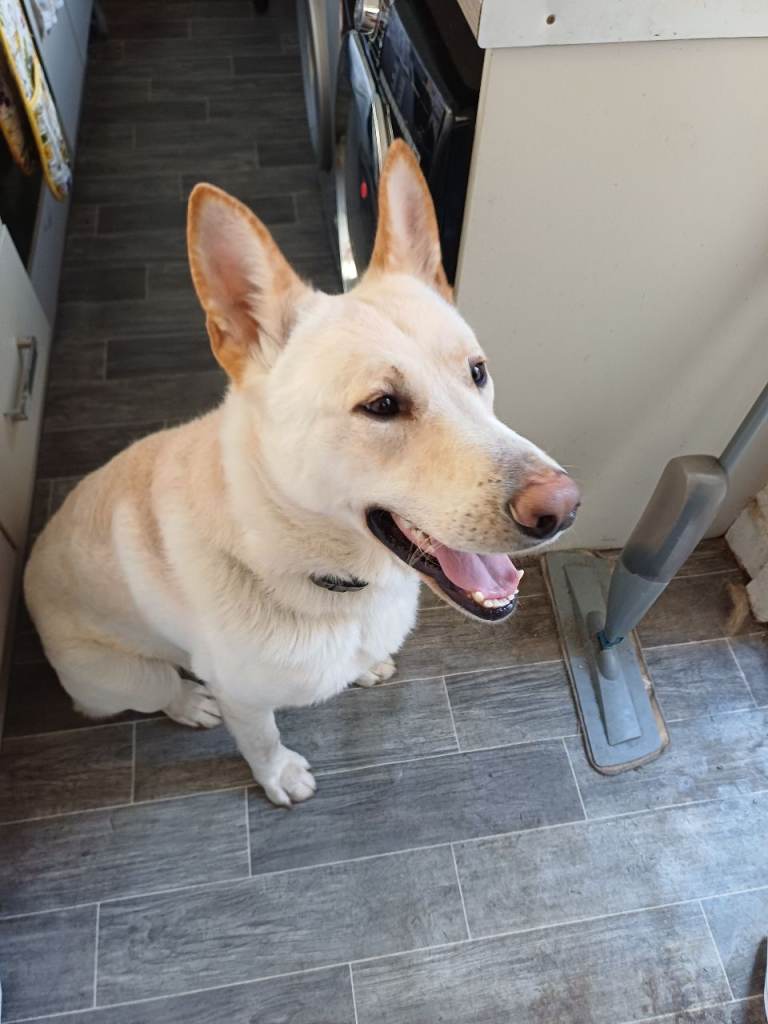 White male Mali x German Shepherd 