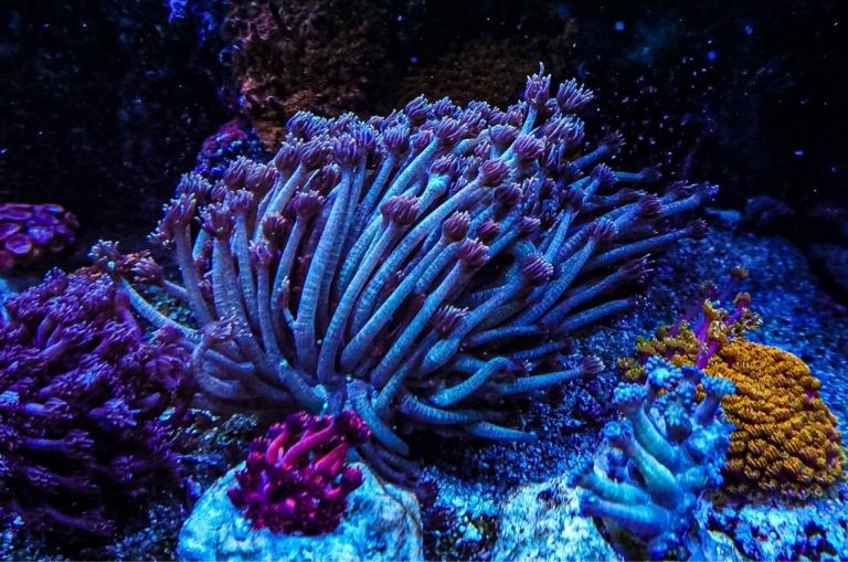 Spider man Goni marine coral frag