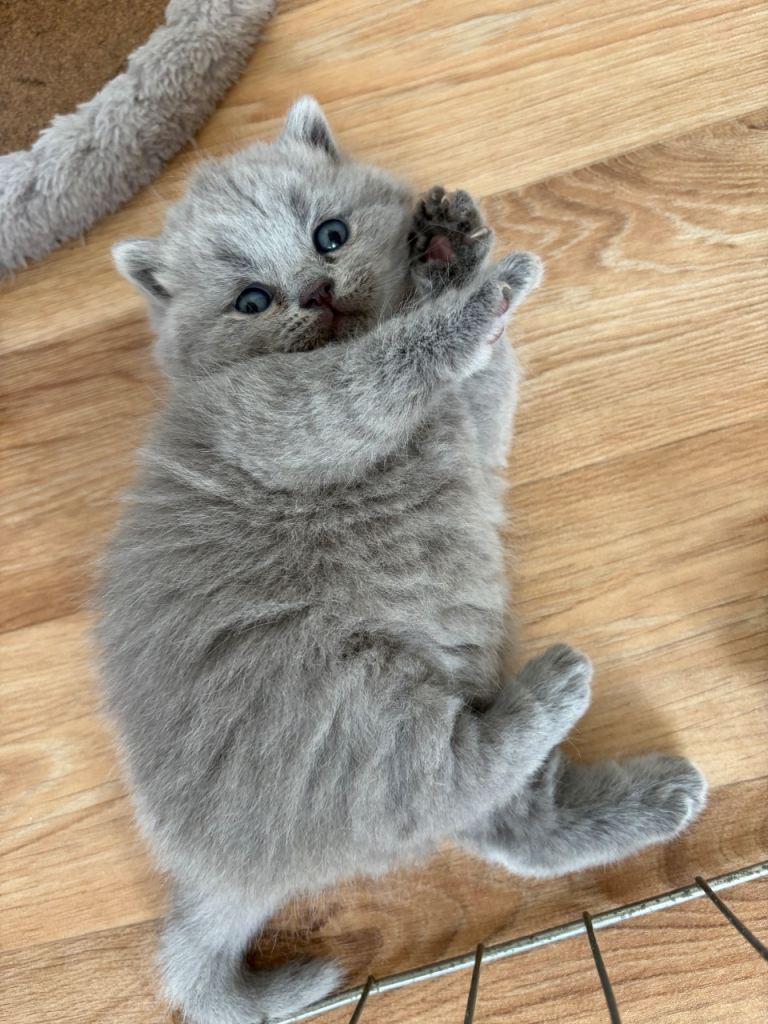 GCCF Pure Pedigree British Shorthair - Top Quality