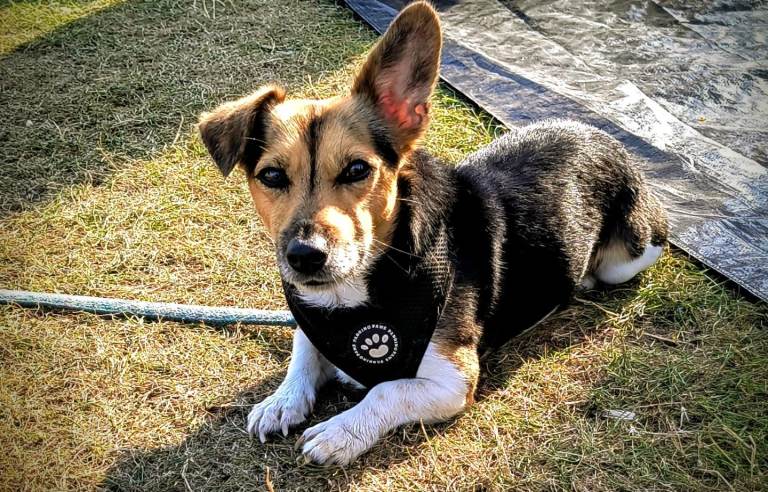 Jack russel 
